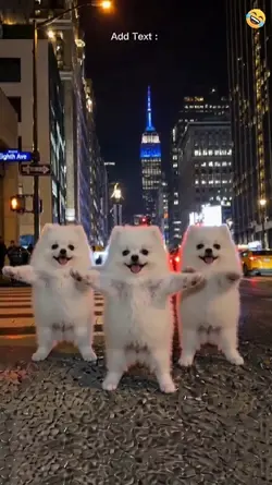 Dance dog cute