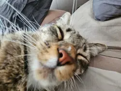 mon 