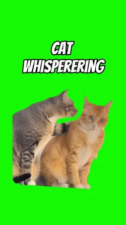 CAT WHISPERING
