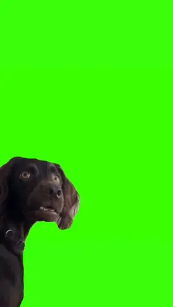 Shocked Dog Meme