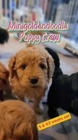 5 Week Old PuppyCrew