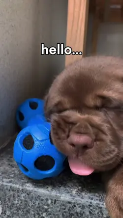 Hello it's meeee