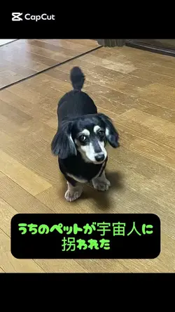 もしも我が家の愛犬が宇宙人に拐われたなら