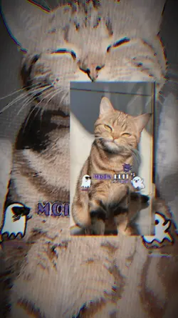JJ kece kucing