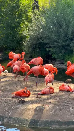 Zoo