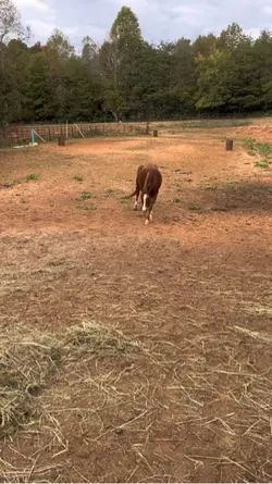 Stockyyy