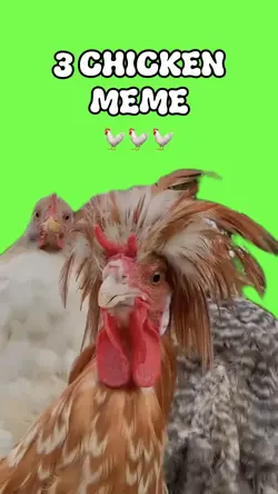 3 🐓 