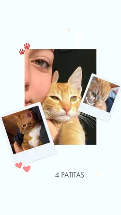 amigo de 4 patitas