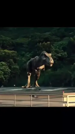 Dino roarrr