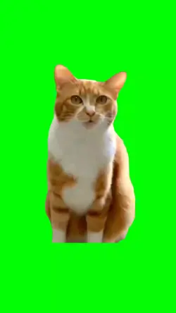 KUCING HAHENG