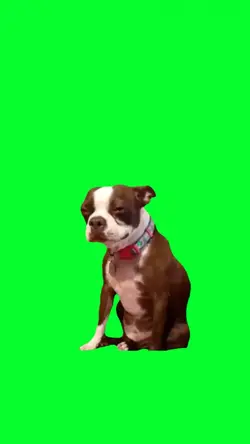 dog crying
