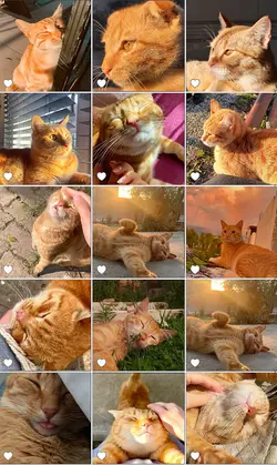 Cute Cat