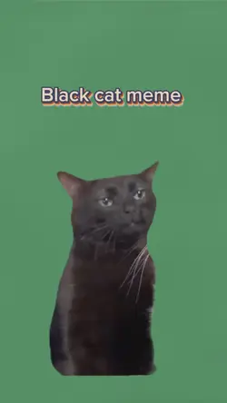 Funny black cat meme
