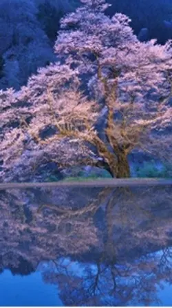 千本桜