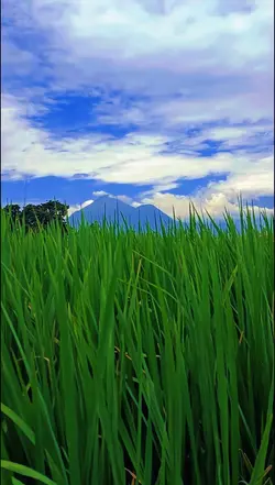 sawah