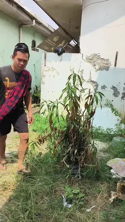 jerapah kepala kecil