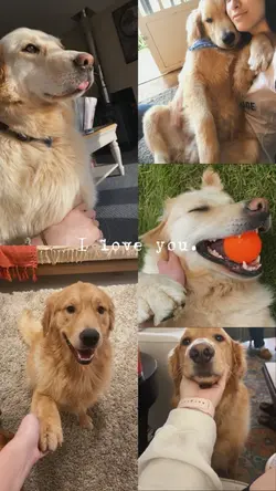 dog moments 
