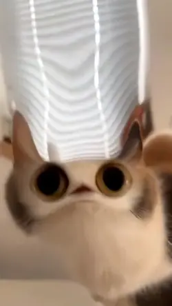 funny cat meme
