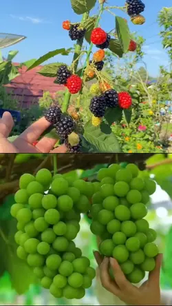 Harvest fruit