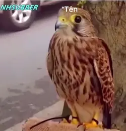M có ăn cứt không💩 