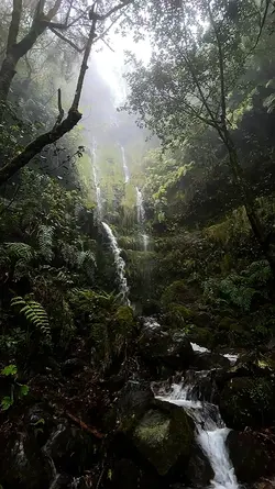 Cinematic Nature