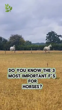 Horse 3Fs 