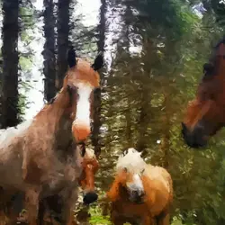 Sembra un dipinto