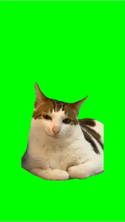 Cat is Smiling