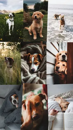 Dump pet version