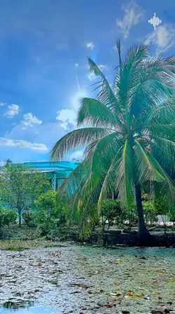 Vọng kim lang