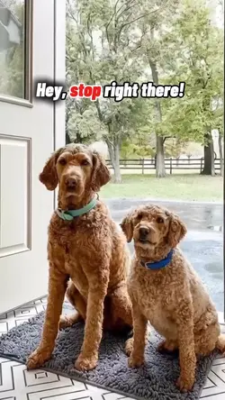 Wipe Those Paws!