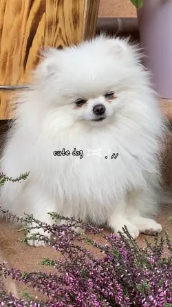 cute dog