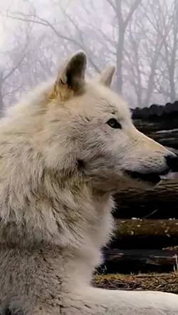 azapwolf