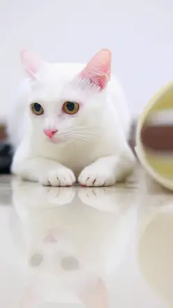 เพลง