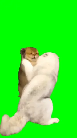 Cats fight Meme