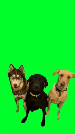 Dancing dog meme