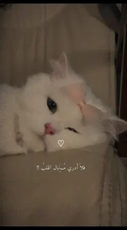 فلا ادري مابال القلب
