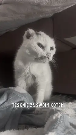 Tęsknię za kotem