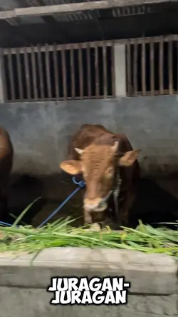 Juragan Sapi 