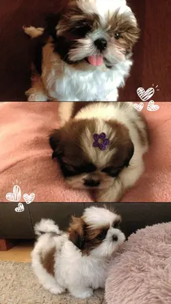 Pet collage