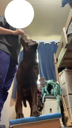 Wobble board