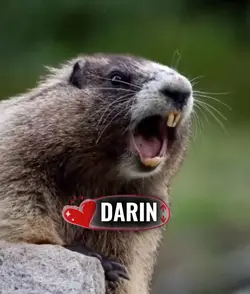 DARIN