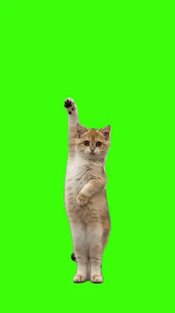 Cat/Gato.
