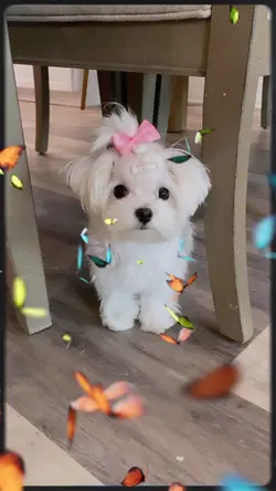 Pet Cute Lyrics