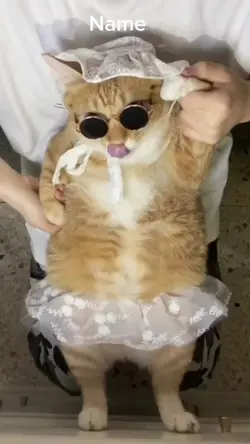 냥이 탬플릿
