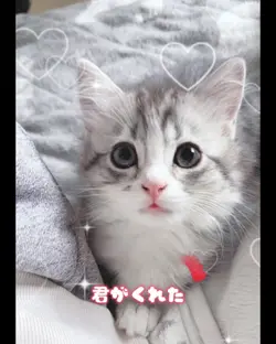 推しや恋愛にどぞー！