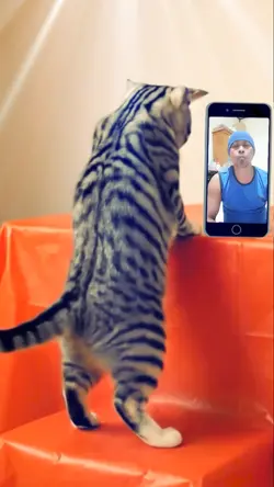 KUCING JOGET LUCU