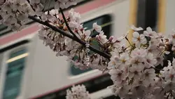日本日常の一コマ。