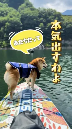 泳ぎ得意な犬