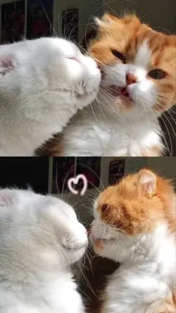 2 ảnh cute